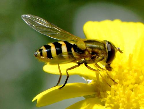 Réf. 259 676 : Syrphus ribesii
